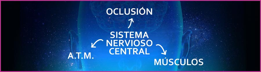 LA OCLUSIÓN Y EL SISTEMA NERVIOSO CENTRAL (SNC)